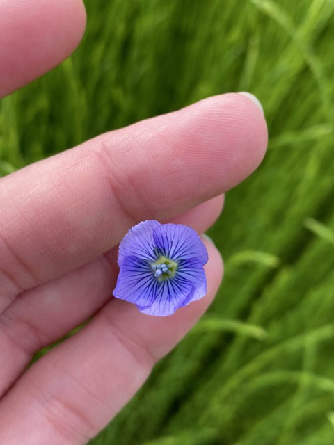 a small blue flower sitting in the palm of someone's hand